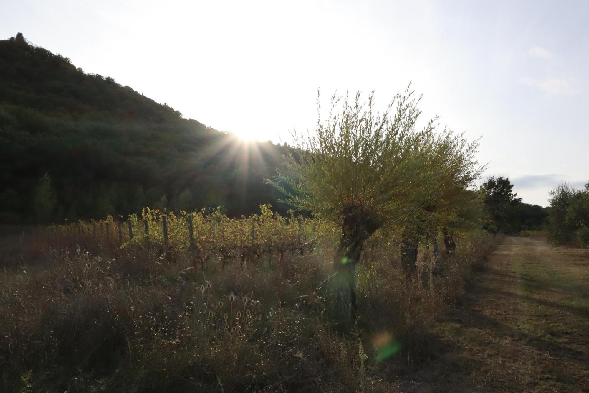 Abbadia Wine Relais Montefollonico Exterior photo