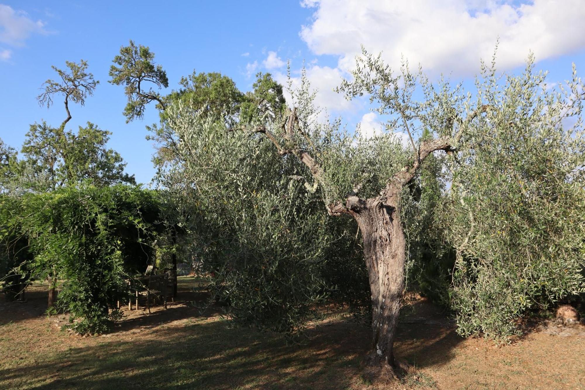 Abbadia Wine Relais Montefollonico Exterior photo